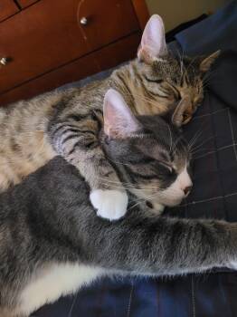 Rescue Domestic Short Hair Cats for Adoption in La Grange, Kentucky - Luke And Yoda | PetCurious