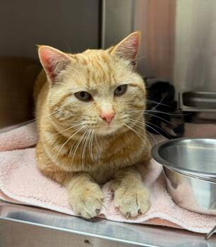 Domestic Short Hair Cats Available for Adoption in Black Eagle, Montana - Craig | PetCurious