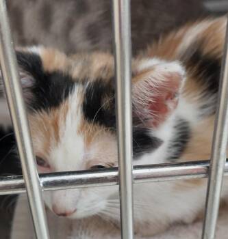 Allen Kitten 4(Abyss) -  Domestic Short Hair Cat for Adoption in Mocksville, North Carolina - Allen Kitten 4(Abyss) | PetCurious