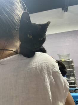 Hemi -  Domestic Short Hair Cat for Adoption in Ferndale, Michigan - Hemi | PetCurious