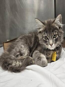 Rescue Domestic Medium Hair Cats for Adoption in St. Louis, Missouri - MCDUCK | PetCurious