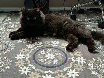 Luna Love -  Domestic Short Hair and Domestic Medium Hair Cat Available for Adoption in Omaha, Nebraska - Luna Love | PetCurious
