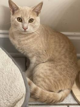 Rescue Domestic Short Hair Cats for Adoption in Salisbury, North Carolina - Loki | PetCurious