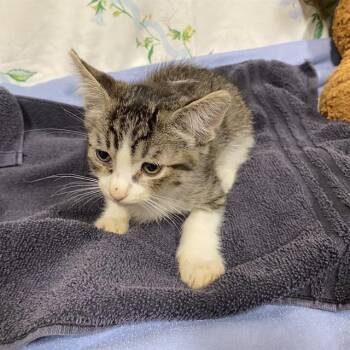 A611117 -  Domestic Short Hair Cat for Adoption in Modesto, California - A611117 | PetCurious