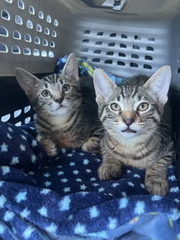 Rescue Domestic Short Hair Cats for Adoption in Walnut Creek, California - Link | PetCurious