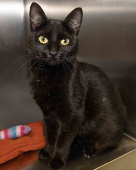 Rescue Domestic Short Hair Cats for Adoption in Wilmington, North Carolina - Aurora | PetCurious