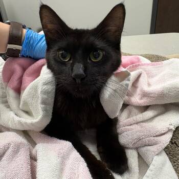 Freyja -  Domestic Short Hair Cat for Adoption in Oak Park, Illinois - Freyja | PetCurious