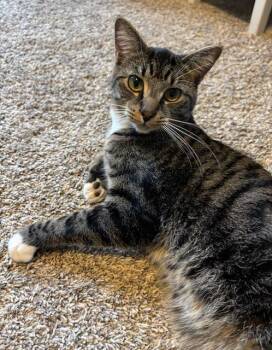 Rescue Tiger Cats for Adoption in West Lafayette, Indiana - Socks | PetCurious
