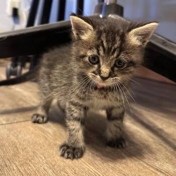 Wrangler -  Domestic Short Hair Cat for Adoption in Normal, Illinois - Wrangler | PetCurious