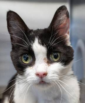 Domestic Short Hair Cats Available for Adoption in Encinitas, California - Junie B Jones | PetCurious