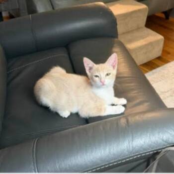 Skipper -  Domestic Short Hair Cat for Adoption in League City, Texas - Skipper | PetCurious