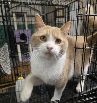 Onion -  Domestic Short Hair Cat for Adoption in Reeseville, Wisconsin - Onion | PetCurious
