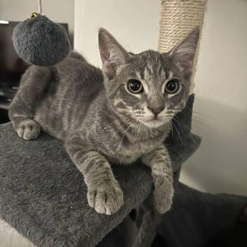 Beefsteak -  Domestic Short Hair Cat for Adoption in Davis, California - Beefsteak | PetCurious
