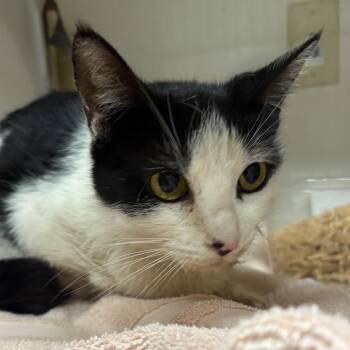 Domestic Short Hair Cats Available for Adoption in Yuma, Arizona - Laura | PetCurious