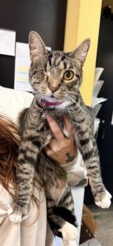 Kelly -  Domestic Short Hair Cat for Adoption in Bowling Green, Kentucky - Kelly | PetCurious