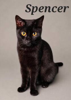 Domestic Short Hair Cats Available for Adoption in Monroeville, Pennsylvania - Spencer | PetCurious
