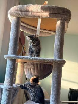 Angel -  Domestic Long Hair Cat for Adoption in Muskegon, Michigan - Angel | PetCurious