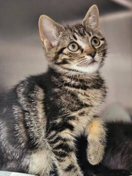 Lilith -  Domestic Short Hair Cat for Adoption in Pomona, New York - Lilith | PetCurious