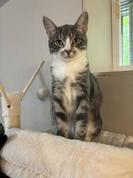 Rescue Domestic Short Hair Cats for Adoption in Ridgetown, Ontario - Martin Marbles | PetCurious