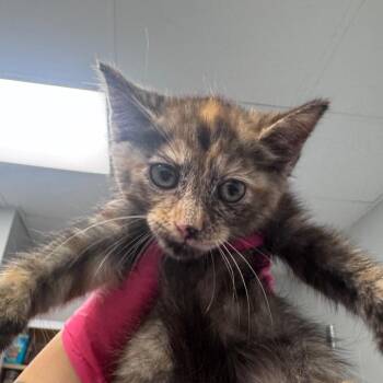 Hazel -  Domestic Short Hair Cat for Adoption in Greenville, South Carolina - Hazel | PetCurious