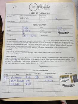 Domestic Short Hair Cats Available for Adoption - Sally | PetCurious