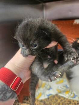 Juniper -  Domestic Medium Hair and Domestic Short Hair Cat for Adoption in Kalispell, Montana - Juniper | PetCurious