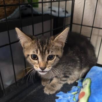 Sriracha -  Domestic Short Hair Cat for Adoption in Belfair, Washington - Sriracha | PetCurious