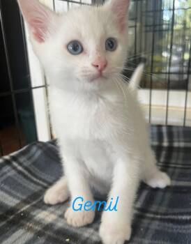 Rescue Domestic Long Hair Cats for Adoption in Centerville, Georgia - Gimili | PetCurious