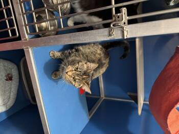 Rescue Domestic Short Hair Cats for Adoption in Hoopeston, Illinois - Zippy | PetCurious