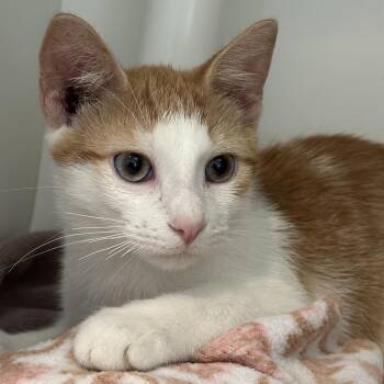 Ricky -  Domestic Short Hair Cat for Adoption in Matteson, Illinois - Ricky | PetCurious