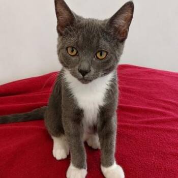Dusty -  Domestic Short Hair Cat for Adoption in Rochester, Minnesota - Dusty | PetCurious