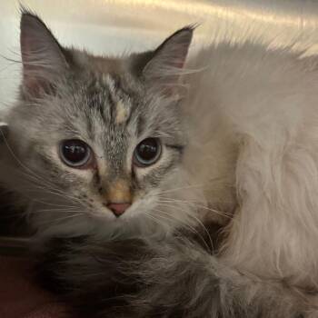 Domestic Medium Hair Cats Available for Adoption in West Des Moines, Iowa - Fluffy | PetCurious
