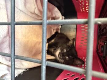 Tux -  Domestic Short Hair Cat for Adoption in Hurricane, Utah - Tux | PetCurious
