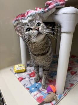 Tabeetha -  Domestic Short Hair Cat for Adoption in Arlington, Washington - Tabeetha | PetCurious