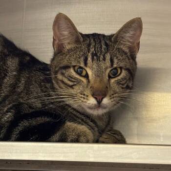 Bobby -  Domestic Short Hair Cat for Adoption in Birmingham, Alabama - Bobby | PetCurious