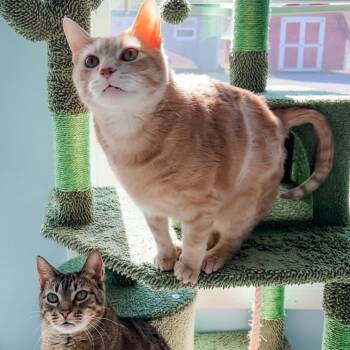 Rescue Domestic Short Hair Cats for Adoption in Decherd, Tennessee - Ducky | PetCurious