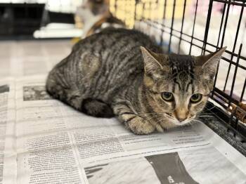 Rescue Domestic Short Hair Cats for Adoption in Camp Hill, Pennsylvania - Topaz | PetCurious