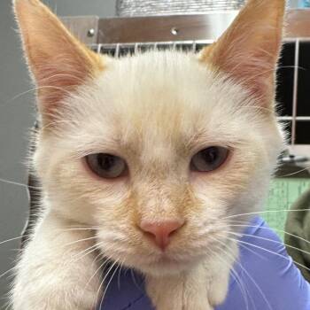 Bing Chilling -  Domestic Short Hair Cat for Adoption in Salt Lake City, Utah - Bing Chilling | PetCurious