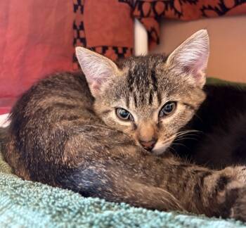 Rescue Domestic Short Hair Cats for Adoption in Milpitas, California - Juanita | PetCurious