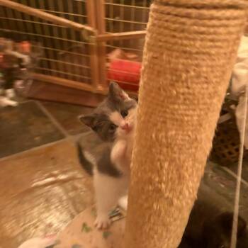 Catawba -  Domestic Short Hair Cat for Adoption in Canton, Illinois - Catawba | PetCurious
