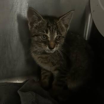 Skippy -  Domestic Short Hair Cat for Adoption in Evensville, Tennessee - Skippy | PetCurious