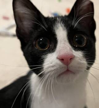 Rescue Domestic Short Hair and Tuxedo Cats for Adoption in Chicago, Illinois - Junior | PetCurious