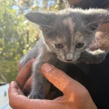 Sparrow -  Domestic Short Hair Cat for Adoption in Long Beach, California - Sparrow | PetCurious