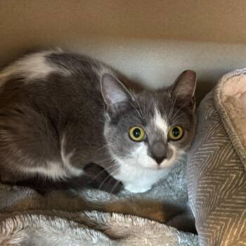 Lida Bita Boda Butt -  Domestic Short Hair Cat for Adoption in Louisville, Kentucky - Lida Bita Boda Butt | PetCurious