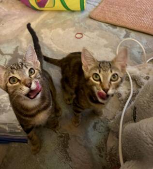 Ron & Ruby - bonded sibling kittens -  Tabby Cat for Adoption in Los Altos, California - Ron & Ruby - Bonded Sibling Kittens | PetCurious