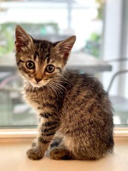 Polar Bear -  Domestic Short Hair Cat Available for Adoption in Orlando, Florida - Polar Bear | PetCurious