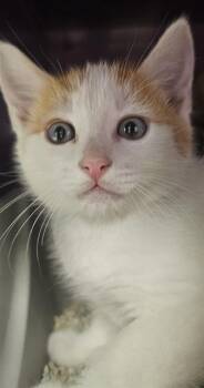 CREAMSICLE* -  Domestic Short Hair Cat for Adoption in Santa Cruz, California - CREAMSICLE* | PetCurious