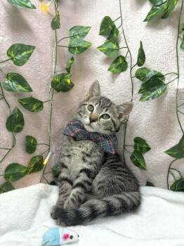 Tabby Cats Available for Adoption in Tavares, Florida - Chandler  | PetCurious
