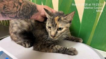 Domestic Short Hair Cats Available for Adoption in Ocala, Florida - MOUSEY | PetCurious