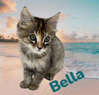BELLA -  Domestic Short Hair Cat for Adoption in Visalia, California - BELLA | PetCurious